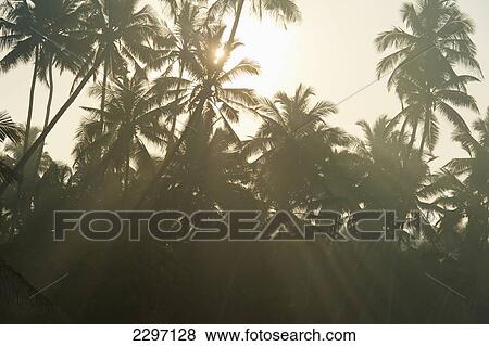 Stock Photo - Sri Lanka, near Unawatuna, Sun coming through trees at dawn; Thalpe. Fotosearch