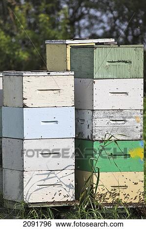 Stacked Wooden Honey Beehives; Manitoba, Canada View Large Photo Image Stock Photograph - Stacked Wooden Honey Beehives; Manitoba, Canada. Fotosearch