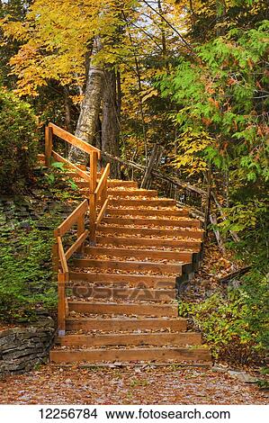 Picture - Staircase in the forest of autumn colours; New Austin, Quebec, Canada. Fotosearch