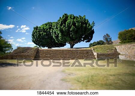 Stairs And Trees; Mexico View Large Photo Image Picture - Stairs And Trees; Mexico. Fotosearch