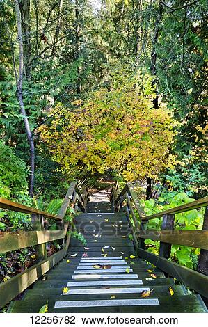 Stairway leading down into the forest in autumn; Vancouver, British Columbia, Canada View Large Photo Image Stock Image - Stairway leading down into the forest in autumn; Vancouver, British Columbia, Canada. Fotosearch