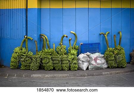 Stock Image - Stalks Of Bananas On The Sidewalk; Mali. Fotosearch