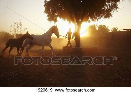Stock Photo - Stallion and foal at Castle Bijaipur stables Rajasthan India. Fotosearch