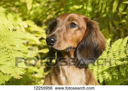 Standard Dachshund Long Haired Variety In September Vegetation