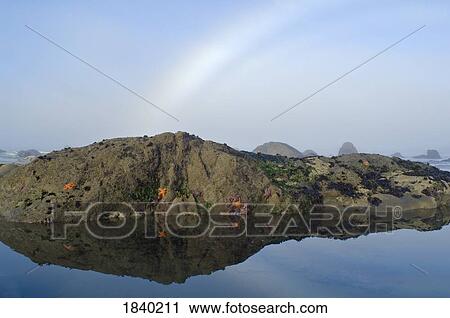 Stock Image - Starfish And Fogbow, Olympic National Park, Olympic Peninsula, Washington, Usa. Fotosearch