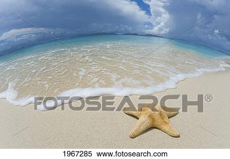 Stock Photography - Starfish On Beautiful White Sand Beach, Wide Angle.. Fotosearch