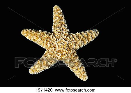 Starfish On Black Studio Background. View Large Photo Image Stock Image - Starfish On Black Studio Background.. Fotosearch
