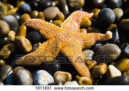 Starfish On Pebbles, Close-Up, Weybourne, Norfolk, Uk View Large Photo Image Stock Image - Starfish On Pebbles, Close-Up, Weybourne, Norfolk, Uk. Fotosearch