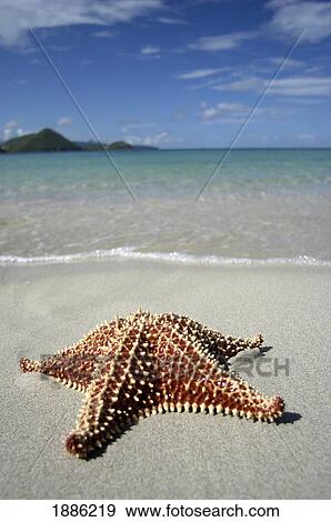 Starfish On Reduit Beach, Close-Up View Large Photo Image Stock Photo - Starfish On Reduit Beach, Close-Up. Fotosearch