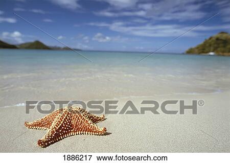 Starfish On White Sand Beach Beside Ocean View Large Photo Image Stock Photo - Starfish On White Sand Beach Beside Ocean. Fotosearch