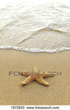Stock Image - Starfish Sitting On Sand In Shallows Of Crystal Clear Rippling Water.. Fotosearch