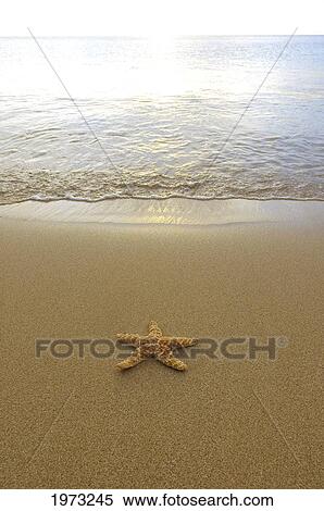 Stock Photography - Starfish Sitting On Sand In Shallows Of Crystal Clear Rippling Water.. Fotosearch