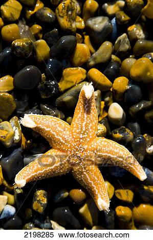 Stock Photography - Starfish washed up on the beach. Weybourne beach. Weybourne, Norfolk, UK. Fotosearch