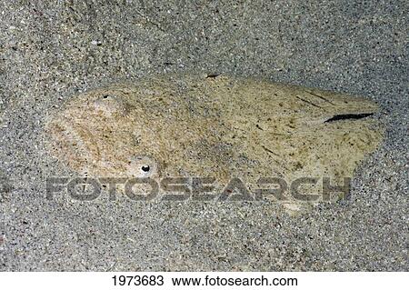 Stock Image - Stargazer (Uranoscopus Chinensis); Indonesia. Fotosearch