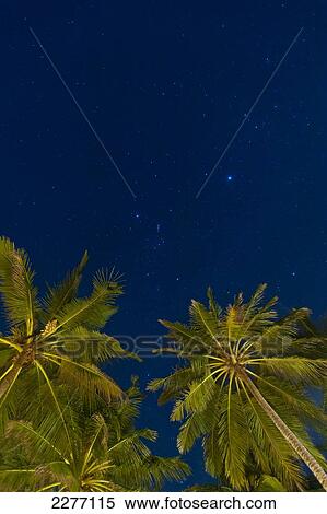 Stock Photography - Stars at night with palm tree, near Unawatuna; Thalpe, Sri Lanka. Fotosearch
