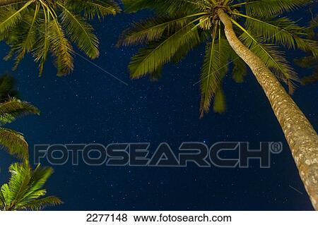 Stock Photo - Stars at night with palm trees, near Unawatuna; Thalpe, Sri Lanka. Fotosearch