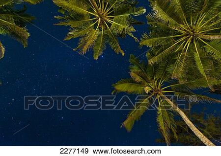 Stock Photo - Stars at night with palm trees, near Unawatuna; Thalpe, Sri Lanka. Fotosearch