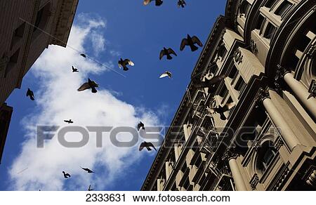 Stock Image - Startled Pigeons Suddenly Take Off From All Directions In The City; San Francisco, California, United States Of America. Fotosearch