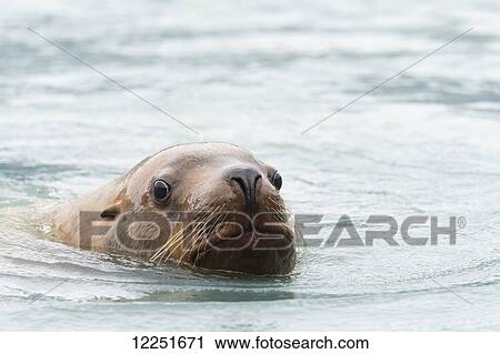 Stock Image - Steller Sea Lion (Eumetopias jubatus) in the water; Valdez, Alaska, United States of America. Fotosearch