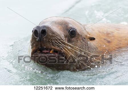 Steller Sea Lion (Eumetopias jubatus) in the water; Valdez, Alaska, United States of America View Large Photo Image Stock Image - Steller Sea Lion (Eumetopias jubatus) in the water; Valdez, Alaska, United States of America. Fotosearch