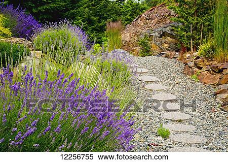 Stepping stones through a garden; Nanoose Bay, British Columbia, Canada View Large Photo Image Stock Photography - Stepping stones through a garden; Nanoose Bay, British Columbia, Canada. Fotosearch
