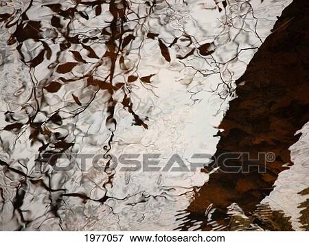 Stock Photo - Still Water Woman, Rhode Island, Warren, Tree Reflections On Water.. Fotosearch