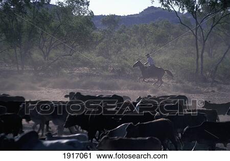 Stockman In Queensland View Large Photo Image Stock Image - Stockman In Queensland. Fotosearch