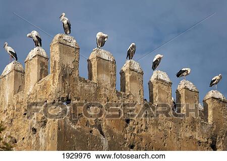 Stock Photograph - Storks perching on crenellation of Royal Palace; Fez, Morocco. Fotosearch