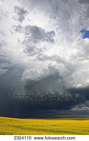 Stock Image - Storm clouds gather over a sunlit canola field in southern Alberta; Alberta, Canada. Fotosearch