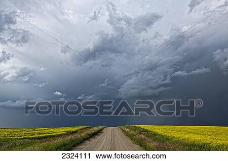 Stock Image - Storm clouds gather over a sunlit canola field and road; Alberta, Canada. Fotosearch