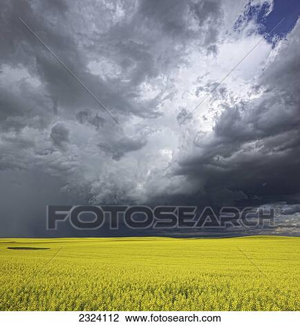 Stock Image - Storm clouds gather over a sunlit canola field in southern Alberta; Alberta, Canada. Fotosearch