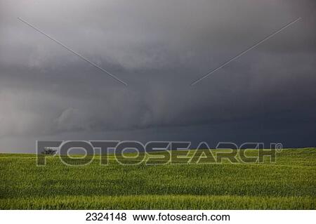 Storm over a field in southern Saskatchewan with a lone tree visible; Saskatchewan, Canada View Large Photo Image Stock Photo - Storm over a field in southern Saskatchewan with a lone tree visible; Saskatchewan, Canada. Fotosearch