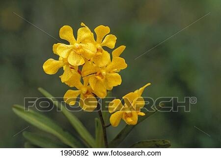 Stock Image - Strand Of Yellow Orchids Growing In Field, Surrounded By Green Leaves. Fotosearch