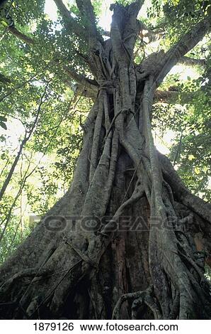 Stock Photograph - Strangler Fig, Low Angle View. Fotosearch