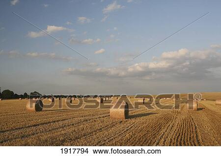 Picture - Straw Bales In Field Near Mere Village. Fotosearch