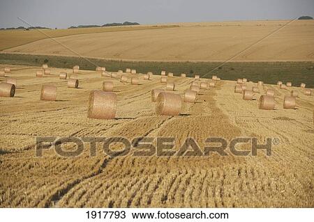 Stock Image - Straw Bales In Field Near Mere Village. Fotosearch