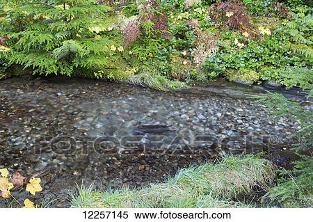 Stock Photography - Streams with lush foliage along Chilliwack River Road; Chilliwack, British Columbia, Canada. Fotosearch