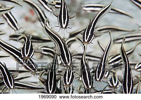 Striped catfish (Plotosus lineatus) they have venomous spine in front of pectoral fin; Philippines View Large Photo Image Stock Image - Striped catfish (Plotosus lineatus) they have venomous spine in front of pectoral fin; Philippines. Fotosearch