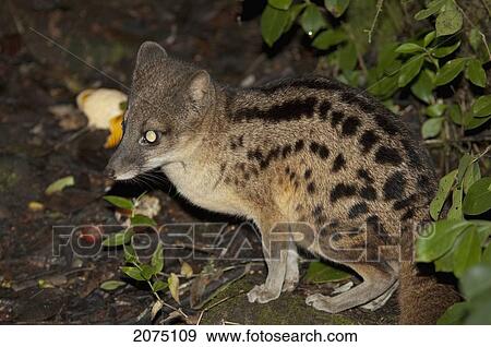 Striped Civet Cat (Fossa Fossana) In Ranomafana National Park, Fianarantsoa Province, Madagascar View Large Photo Image Stock Photo - Striped Civet Cat (Fossa Fossana) In Ranomafana National Park, Fianarantsoa Province, Madagascar. Fotosearch
