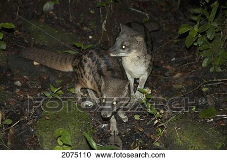 Stock Image - Striped Civet Cats (Fossa Fossana) In Ranomafana National Park, Fianarantsoa Province, Madagascar. Fotosearch