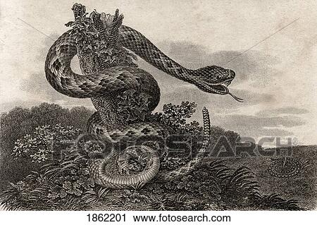 Striped Rattlesnake Crotalus Durissus From A 17Th Century Print View Large Photo Image Stock Image - Striped Rattlesnake Crotalus Durissus From A 17Th Century Print. Fotosearch