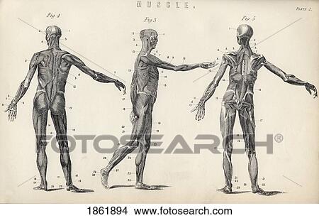 Picture - Structure Of Muscles In Male Human Body From The National Encyclopaedia Published By William Mackenzie London Late 19Th Century. Fotosearch