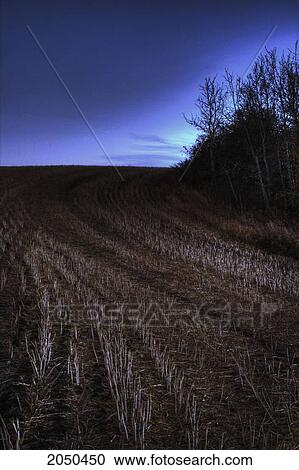 Stubble On A Wheat Field On A Fall Evening, Rural Alberta View Large Photo Image Stock Image - Stubble On A Wheat Field On A Fall Evening, Rural Alberta. Fotosearch