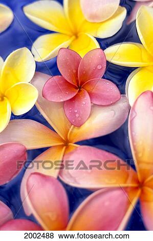 Studio Shot Of Colorful Plumeria Flowers On Blue Background View Large Photo Image Stock Photo - Studio Shot Of Colorful Plumeria Flowers On Blue Background. Fotosearch