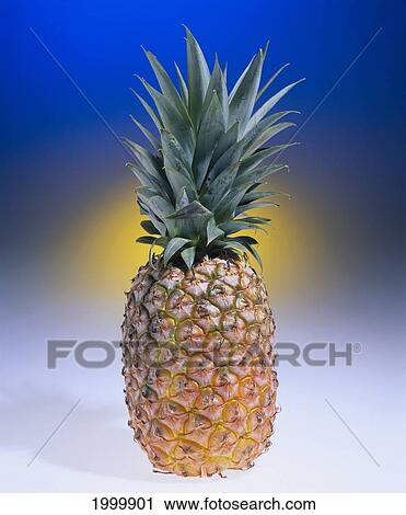 Stock Image - Studio Shot Of Entire Ripe Pineapple, White Yellow And Blue Background C1173. Fotosearch