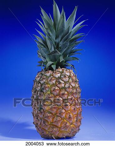 Stock Image - Studio Shot Of Entire Ripe Pineapple, Bright Blue Background. Fotosearch