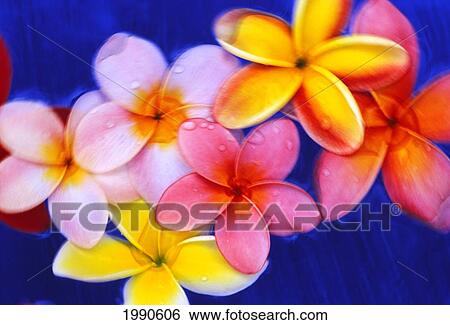 Stock Photograph - Studio Shot Of Mixed Color Plumeria Flowers, Soft Focus, Dark Blue Background. Fotosearch