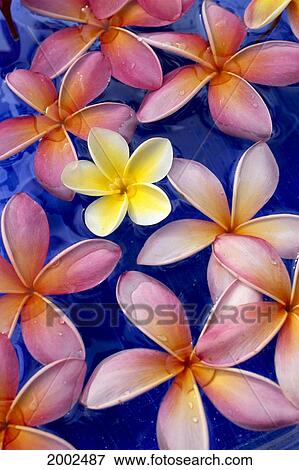 Stock Photo - Studio Shot Of One Yellow And Mixed Color Plumeria Flowers, Blue Background. Fotosearch