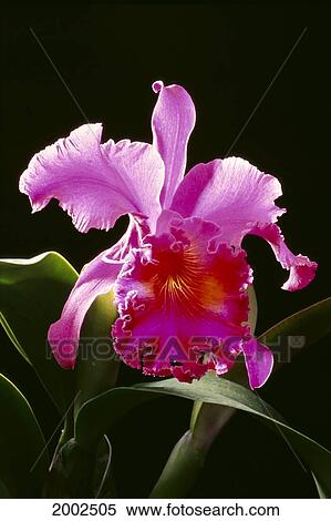 Studio Shot Of Single Purple Cattleya Orchid On Plant, Black Background View Large Photo Image Stock Photography - Studio Shot Of Single Purple Cattleya Orchid On Plant, Black Background. Fotosearch