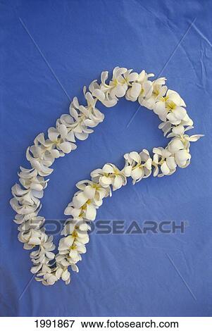 Stock Photo - Studio Shot Of White Plumeria Lei On Blue Background. Fotosearch